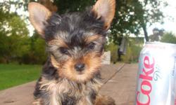 My husband and I are pleased to announce the arrival of 4 females and 1 male to our Yorkshire Terrier Family. We have been breeding Yorkshire Terrier's for years and love every single one that has been born. These puppies will be ready right before