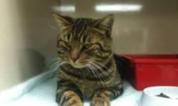 Clark came into Urban Cat Relief by walking into a trap.  He is the most precious, warm hearted cat you could find.  He is a darling, nicely manner..loves people and other pets
He is dire need of a foster or permanent home.  Please please open your heart