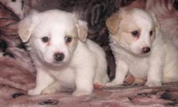 Nice temperament Cockamo Pupps
----Mother is a Miniature American Eskimo
----Father is a Cocker Spaniel 
***(: two lovely breeds :)***
***Fully grown these lil guys are going to be perfect house-sized fur-friends***
We've evened out with 3 little boys