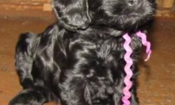 We have new Cockapoo puppies. They were born Oct 26th and will be 8 weeks and ready to go Dec 21st. They will be vet checked, have their first shot and will be dewormed. These puppies are well socialized.
Thanks,
780-352-6360
