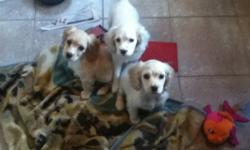 Males only. 9 weeks old. Vet checked dewormed and first needles done. Health records. Tails are docked. Friendly pups excellent with children. Pups do shed. Will negotiate on price for our last male pups. Will mature around 20 pounds. Oshawa.