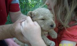 2 Cockapoo puppies, apricot in colour, one female and one male.  Will have first shots and vet check. Parents are both 1st generation cockapoos.  Feel free to call for more information.