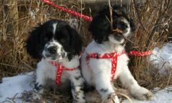 Cocker Spaniel.  One beautiful black & white
     (with brown eyebrows)  puppy is looking for a
     wonderful home. Kids would be great.
     Loves both  indoors and outdoors.  Male.
 
    
     Call 306-934-3940, Saskatoon.
