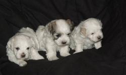 Beautiful Coton puppies, very cuddly, hypoallergenic, non shedding, great companions. Registered declaws removed, wormed ,first shotsand vet checked.
 4 females 3 males. parents on site.
call for more information or email.