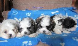 I have 4 cute and cuddly malshi pups for sale.. 1 female and 3 males.. Mom is a Black n'White Shih Tzu Named Molly and Dad is purebred maltese named Bailey.. This is the 2nd time these have made beautiful puppies together.. They will have there 1st set of