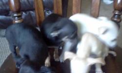 i have 4 puppies for sale 2 tan, 1 black, and 1 rotti colour. with 1st vacine. mom and dad on site. please call laurie at 519 562 8954.
thanks.