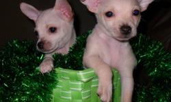 Looking for a loving home
you will love having a chihuahua
Born : Oct. 22 -2011
1 males 1 female
One Male is Tan & White , One Female Tan & White
Our puppies are vet checked and dewormed
home phone : 519-627-9627
we could meet you
pups should be pee pad