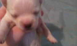 HI, I have 2 chihuahua pups left,1male,1 female. The male is blonde, the female is brown with white socks. They will way between 3lbs and 4.5lbs. Mom is a long hairedgirl and dad is red/brown.Mom weighs 4lbs and dad 3lbs. They are raised with children and
