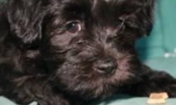 2 Boys and 1 Girl, dewormed, vet-checked with accompanying first shots & second shots.
 
High quality Havanese puppies with champion bloodlines. Additional pictures of current litter and previous litters can be found on our website.
 
Puppies are 17 weeks