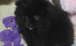 First pictures is a black female pomeranian$500
This little girl was adopted at two weeks( and placed on hold) (D0B Aug 26)but somthing came up and her new home had to cancel so she is now looking for a family to call  her own,CKC Reg'd health guarantee