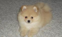 cute and very playfull male pom.
 Vet checked, de-wormed and first shots.
 {Quesnel}