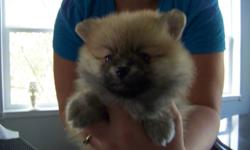 I have for sale 2 cute male pom pups.
 Have had first shots, de-wormed and vet checked.
 
  {Quesnel}