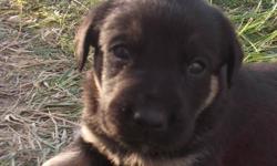 8 very adorable, cute and loveable puppies.
Great around kids.
Playful and enjoyable.
1 males, and 7 females
The mother is a Great Dane crossed with Lab and Boxer.
The father is a Husky crossed with Border Collie
Come take your pick; choose the puppy you