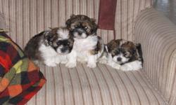 We have 2 females and 1 male bichon shi-tzu puppies ready for the perfect Christmas gift if you are a family looking for a wonderful pet. Price is without shots. Please call, text and/or e-mail Cari.