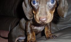 Beautiful chocolate miniature female dachshund puppy.
Father is 11 pound chocolate from champion stock & C.K.C. registered.
Mother is pure-bred 7 pound chocolate with chocolate father and cream mother.
These are gorgeous puppies.
Ready to go to an