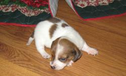 i have two male piebald dachshund pups that are about 3 1/2 weeks old right now, (tragically the mother was in a accident, so they are being bottle fed) they are eating well and doing great, both arre starting to show their little personalities, we are