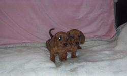 miniature smooth dachshund puppies,2 females,red coulour,had there shot and dewormed,come with a puppy pack,can hold until Xmast if its a Xmast gift with a deposit,they are ready to go,for more info.call 1-780-581-0207