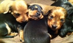 Wiener Puppies
Small Breed Puppies
4 Short Hair
1 Long Hair (Tan Colour/female)
Father is Tan/red colour & Mother is black/tan dapple colour.
Dad and mom picture posted on this ad.
Health Parents
Standard/ Small Breed (great for condo living)
5 NEW
