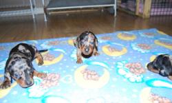 we have 6 miniature short haired dachshund pups ready to go in january. these are not xmas puppies.we do not place our puppies at xmas time. 5 girls. 1 boy. various colors. black and tans, black and tan dapples and chocolate dapple. mom is black and tan.