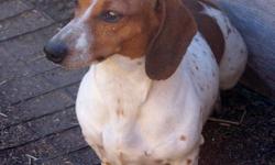 Have some lovely breeding dachs for sale. All between 1 and 4 years of age.
A trio of bl/tan longhairs, one with three babies [ one baby a cream ! ], and one girl newly bred. Asking $1200.
A trio of shorthairs, male is br/wh piebald, one red female and
