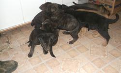 black and tan  lab and dutch shepherd mix pups
good with kids family pet 2 pup left 1 female 1 male born 8th  november 2011