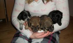 Dameranian pups for sale, 3 females and 1 male They are Dachshund/Pomeranian cross. They will come vet checked with their first shots and dewormed. They are excellent around children and other pets. Their mother is the Pomeranian and is registered with