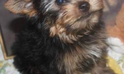 Mom is five half pounds Dad is three half  registered yorkshire terrier, Danni has been vet checked/ first / second / vaccination , good starrt on paper training, playful happy ready to go now, can deliver to Regina most wednesdays  for $50.or saskatoon