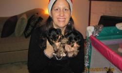 3 AdorableYorkie Puppies - 1 Female and 2 males for sale. Cocoa the mother is 9.5 lbs and Buddy the stud is 4.5 lbs. We own both the mother and stud. All very well tempered, smart and playful with moderate energy. Non-allergenic. Price $750.00 for Female