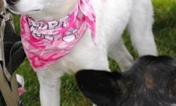 Delta is a one year old rescue puppy from Northern Saskatchewan. She appears to be a husky jack russell X. She stands about knee height and is full grown. She is full of energy and is a total clown! She loves people, dogs, and cats. She has also been on a