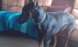 Hey there all you dog lovers I have a wonderful Doberman Pinscher for sale he is a great guard dog. His name is pepsi and he is only 11moths old we do hate to rehome him but we are moving and they will not alow us to have 4 dogs. He is great with kids and