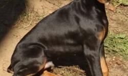 Axel is superior size for a 4 1/2 month old Doberman Pinscher puppy. He is black and rust with natural ears, very rich pigment, good bone and is going to be tall. Axel will mature to around 100+lbs with proper diet and exercise. Leash trained he is very