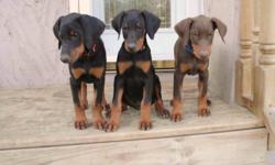 These adorable, extremely affectionate Doberman Pinscher Puppies are ready to go!  They have had their first set of vaccinations and full dewormer, and come with their vet records.  Both the parents and the puppies have an excellent temperament, and are