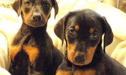 Start your new year with a new pup.  These doberman pinscher pups are sure to tug at those heartstrings.
 
Litter of 2 females (pictures 1-3) and 6 males (pictured in two groups).  All are black/tan.  Both parents on site.
 
1st shots and deworming; tails