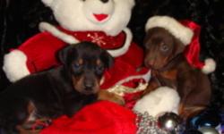 DOBERMAN PINSCHER PUPPIES 
Two black/tan females
and one red/tan male
are still available
Tails are docked and
 dew claws removed
Canadian Kennel Club Registered
They will be sold with a 
Full veterinary health check
Vaccinated and De-wormed
Micro