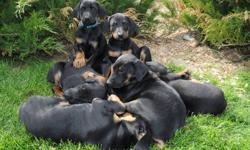 **** DOBERMAN PUPPIES ****  
Black/tan ready for their new homes Dec 4, 2011
Family atmosphere, raised in home, thoroughly socialized and mentally stimulated.
We take pride in guaranteeing sound body and mind.   They are exceptionally gentle, intelligent,