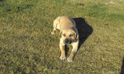 3yr old Female , bullmastiff/rottweiler/lab mix. Up to date on shots, raised on a farm, now lives in town, kept strictly outdoors. Sasha is not getting the attention she needs.
Dog house, heat lamp, leash, collar, dog bowls included.
Please only those