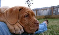 Dogue De Bordeaux puppies for sale! Rare.  Excellent breeding.  Parents come from exceptional breeding and are loyal, gentle dogs.