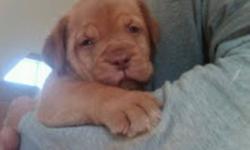 Dogue De Bordeaux Puppies for sale.  From a very small selective breeding program.  Both parents are Registered and are from exceptional Bloodlines.  Females will be 90-120lbs and males 130-150 lbs.  These pups will make excellent family members as their