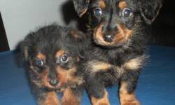 Dorkie Puppies, 2 females. The one will be about 4-5lbs and the other will be 7-8lbs full grown
Come with first set of shots and dewormed twice.
Dew-claws removed. 
Mom is a 7lbs Miniature Dachshund and Dad is a 5lbs Yorkshire Terrier, registered with