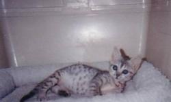 "The Egyptian Mau Cat" The only naturally spotted domestic cat in the world. Registered with "The Cat Fanciers Association".  We have available 2 kittens born August 4th ready to go in November. One Cool bronze boy and one silver girl. We also have one