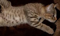 Beautiful egyptian mau cross kitten for sale.
these kittens are fully weaned and eating royal canin kitten food.
they have been de-wormed, de flead and are litter box trained.
the kittens are raised around children so they arnt to touchy about loud