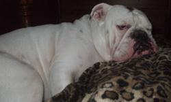 Fixed, male, English Bull Dog for sale, needs a good loving home. Best with a male owner and no small kids...all his shots are up to date...just had surgery and need 6 months to recover and hes a lot for me to handle....