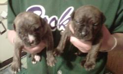We have 8 awesome English bulldog cross puppies all brindles some with a little white. They will be short stalky pups that are more agile and healthier than English bulldogs. Email. Or text for more info on the breed. Puppies will be vet checked and have