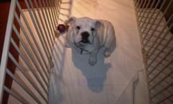 One Female English bulldog pup, all shots up to date. Puppy in tip top health