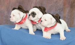 3 female ckc reg english bulldog puppies left from litter of 8. These puppies will be true to the bulldog breed short,wrinkly and stocky. All puppies leaving my home will be vet checked,dewormed,micro chipped,have 1st shots and come with ckc papers,1 year