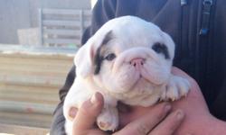 english bulldog puppy,one left,male,white with brindle spots,heavy boned,nice rope over the nose,he is ready to go Oct.23rd,will be vet checked,dewormed and first shot,comes with a puppy pack,taking a $500.00 deposit to hold your puppy,for more info. call