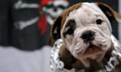 Raisingcane bulldog's is proud to offer 2 ckc registered female english bulldog puppies for adoption. Puppies have been socialized with dogs.children and cats from day one. These puppies are both paper and out door trained starting from 4 weeks old. They
