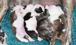 We have 4 very adorable Purebred Registared English Bulldog puppies for sale!  3 males and 1 female. Available Jan 4th.  If wanting for a Christmas present, can put together photo's for Christmas day.  Rasied in our home we have 2 children and both the