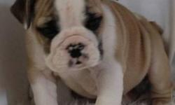 English Bulldog Puppies available. Champion bloodlines. Very healthy, loving, wrinkly babies ready to share their little hearts with you. All pups come with 60 Days Free health insurance thru AKC, a Complimentary Vet Visit, One year health guarantee,
