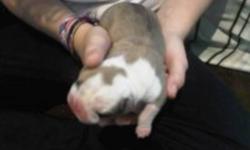ENGLISH BULLDOG PUPPIES JUST BORN . DEPOSITS TO HOLD ARE $500. CALL 728-1715. 1 MALE AND 1 FEMALE ARE LEFT!!!